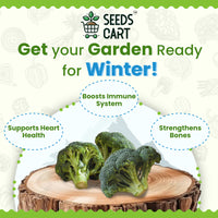 Broccoli Microgreen Seeds — fresh microgreens harvest | 7-day ready | SeedsCart