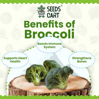 Broccoli Microgreen Seeds — microgreens sprouting | Grow indoors India | SeedsCart
