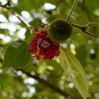 Broussonetia papyrifera Seeds (Paper Mulberry)