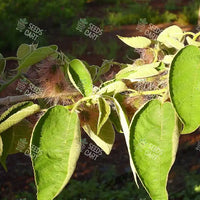 Broussonetia papyrifera Seeds (Paper Mulberry)