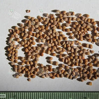 Broussonetia papyrifera Seeds (Paper Mulberry)