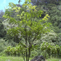Broussonetia papyrifera Seeds (Paper Mulberry)