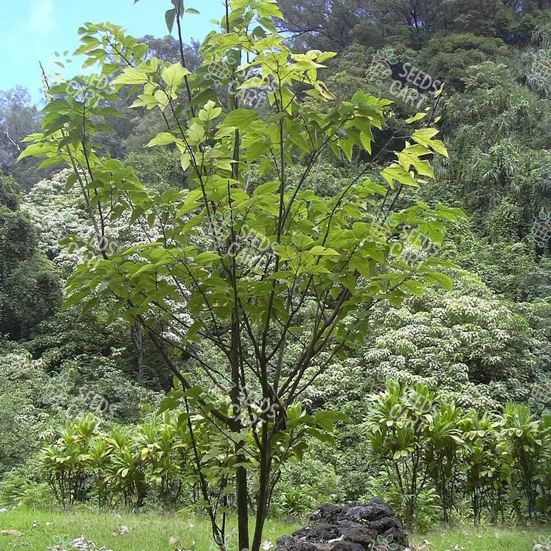 Broussonetia papyrifera Seeds (Paper Mulberry)