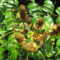 Caesalpinia bonduc Seeds (Gray Nicker)