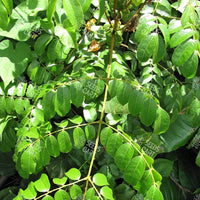 Caesalpinia bonduc Seeds (Gray Nicker)