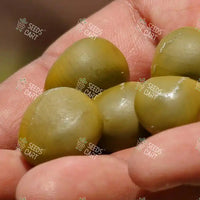 Caesalpinia bonduc Seeds (Gray Nicker)