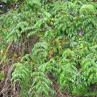 Caesalpinia bonduc Seeds (Gray Nicker)