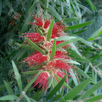Callistemon viminalis Seeds (Weeping Bottlebrush)