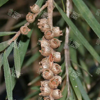Callistemon viminalis Seeds (Weeping Bottlebrush)