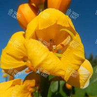 Cassia alata Seeds (Candle Bush)
