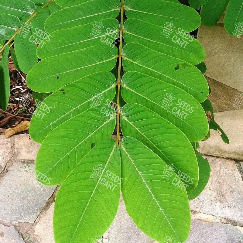 Cassia alata Seeds (Candle Bush)