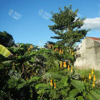 Cassia alata Seeds (Candle Bush)