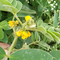 Cassia tora Seeds