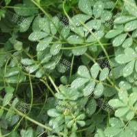 Cassia tora Seeds