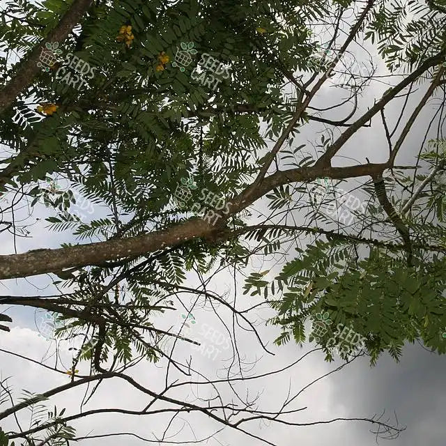 Cassia tora Seeds