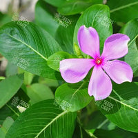 Catharanthus roseus Seeds (Madagascar Periwinkle)