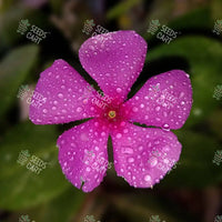 Catharanthus roseus Seeds (Madagascar Periwinkle)