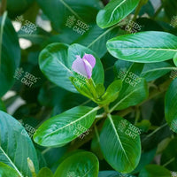 Catharanthus roseus Seeds (Madagascar Periwinkle)