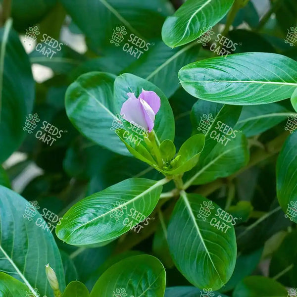 Catharanthus roseus Seeds (Madagascar Periwinkle)