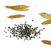 Catharanthus roseus Seeds (Madagascar Periwinkle)