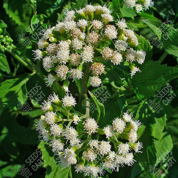 Celery Seeds (Apium graveolens)