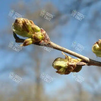 Celtis australis Seeds (European nettle tree)