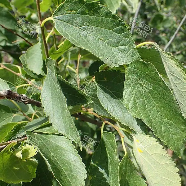 Celtis australis Seeds (European nettle tree)