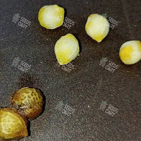 Celtis australis Seeds (European nettle tree)