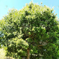 Celtis australis Seeds (European nettle tree)
