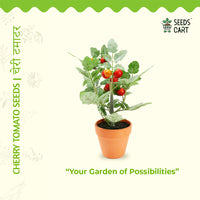 Red Cherry Tomato Seeds — plant growing in garden | Non-GMO vegetable seeds | SeedsCart