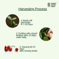 Red Cherry Tomato Seeds — growing seedlings | ISF certified seeds | SeedsCart