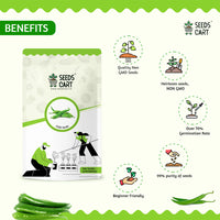 Chilli Seeds — seeds close-up | High germination rate | SeedsCart