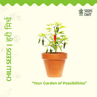 Chilli Seeds — plant growing in garden | Non-GMO vegetable seeds | SeedsCart