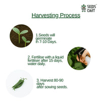 Chilli Seeds — mature plant in pot | Kitchen garden seeds | SeedsCart