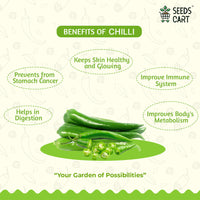 Chilli + Tomato Combo Seeds — combo pack contents | Non-GMO seed combo | SeedsCart