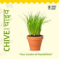 Chive Seeds — herb plant growing | Non-GMO herb seeds | SeedsCart