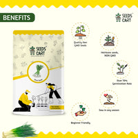 Chive Seeds — herb plant close-up | ISF certified seeds | SeedsCart