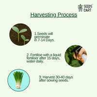 Chive Seeds — herb seeds | Medicinal herb seeds India | SeedsCart