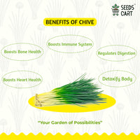 Chive Seeds — potted herb plant | Grow herbs at home | SeedsCart