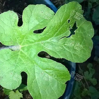 Citrullus lanatus Seeds (Watermelon)