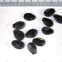 Citrullus lanatus Seeds (Watermelon)