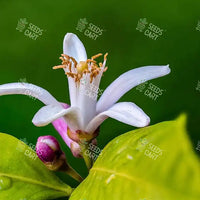 Citrus limon Seeds (Lemon)
