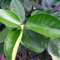 Citrus limon Seeds (Lemon)