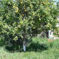Citrus limon Seeds (Lemon)