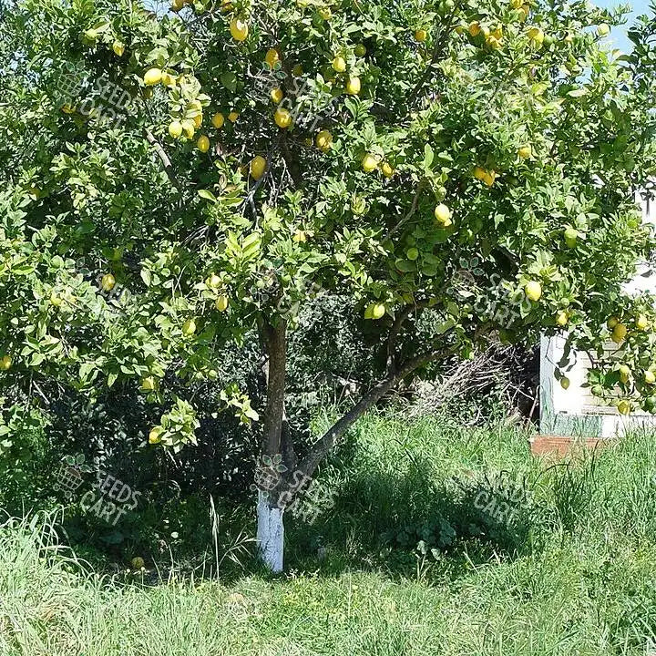 Citrus limon Seeds (Lemon)