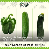 Cucumber, Zucchini & Capsicum Combo Seeds — growing plants from combo | Home garden India | SeedsCart
