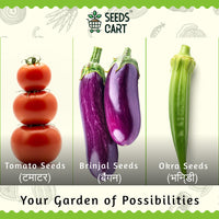 Tomato, Okra & Brinjal Combo Seeds — all included seeds | Multi-variety seed pack | SeedsCart