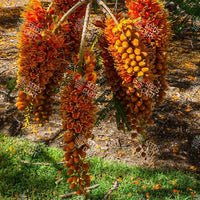 Colvillea racemosa Seeds (Colville's Glory)