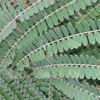 Colvillea racemosa Seeds (Colville's Glory)