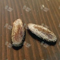 Colvillea racemosa Seeds (Colville's Glory)